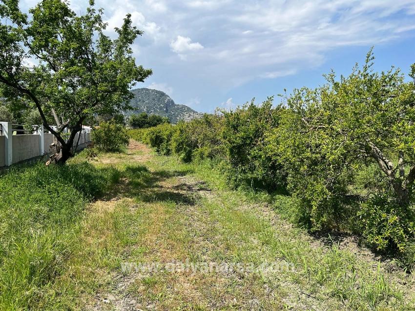 5.100 M² Großes Grundstück In Dalyan, Gebiet Maraş, Zu Verkaufen, Ausgewiesen Für 5% Wohnnutzung.