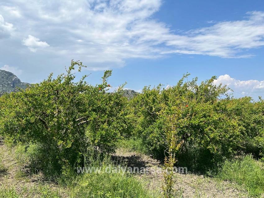 5.100 M² Großes Grundstück In Dalyan, Gebiet Maraş, Zu Verkaufen, Ausgewiesen Für 5% Wohnnutzung.