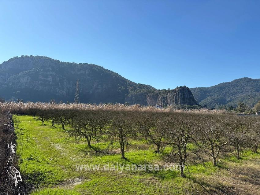 5985 M² Großes Grundstück In Dalyan Zu Verkaufen, Ausgewiesen Für 5 % Weinbau/obstbau.