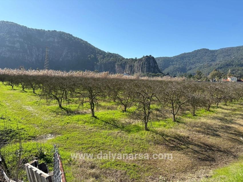 5985 M² Großes Grundstück In Dalyan Zu Verkaufen, Ausgewiesen Für 5 % Weinbau/obstbau.