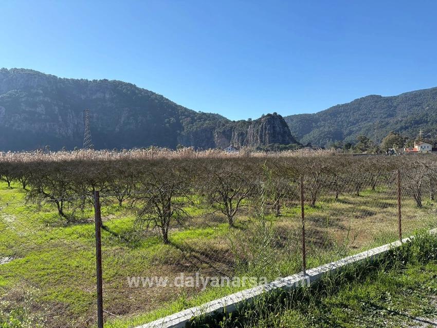 5985 M² Großes Grundstück In Dalyan Zu Verkaufen, Ausgewiesen Für 5 % Weinbau/obstbau.