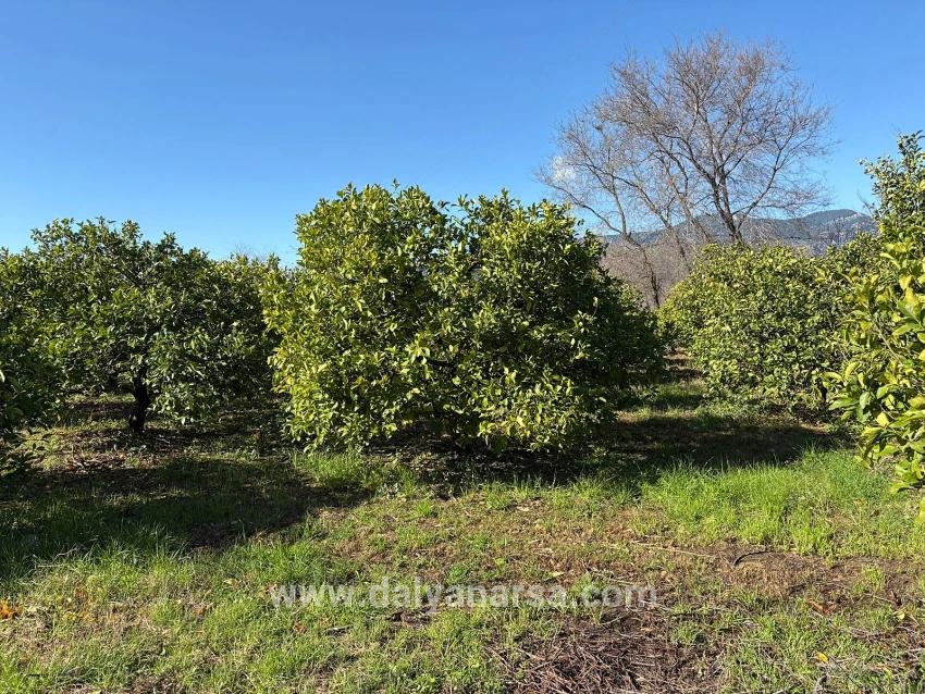 Zitronenhain In Dalyan Zu Verkaufen, 16.500 M²