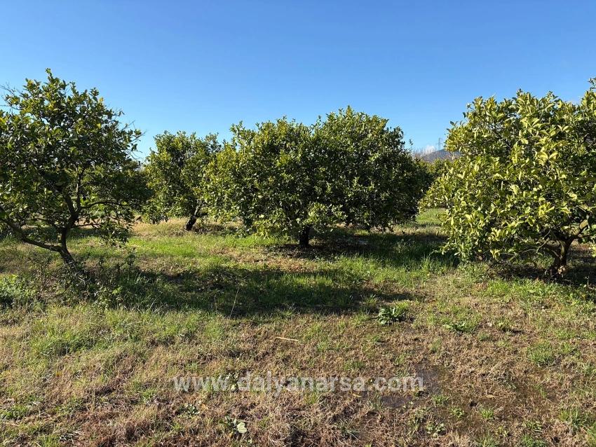 Zitronenhain In Dalyan Zu Verkaufen, 16.500 M²