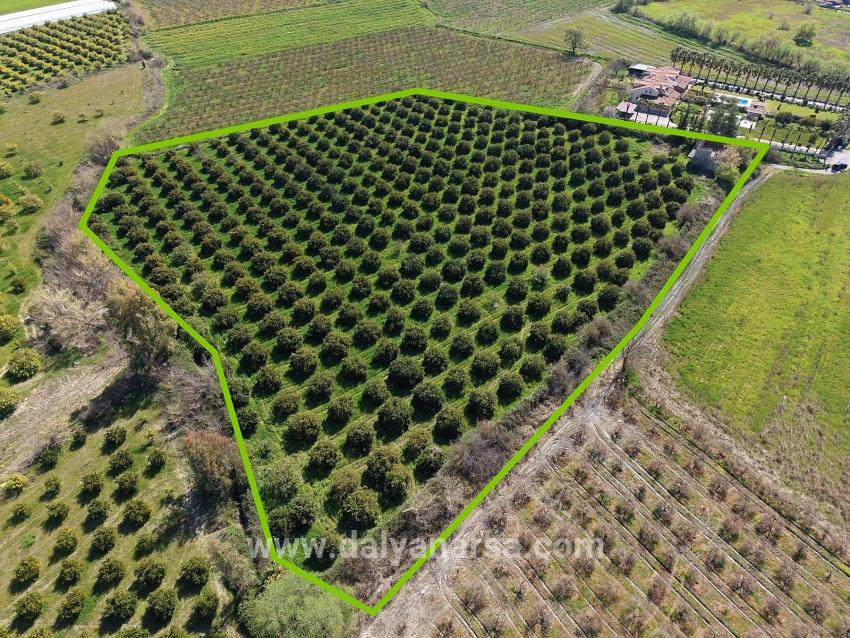 17.550 M2 Weinberg-bahce Zum Verkauf In Der Nähe Des Dalyan Centers