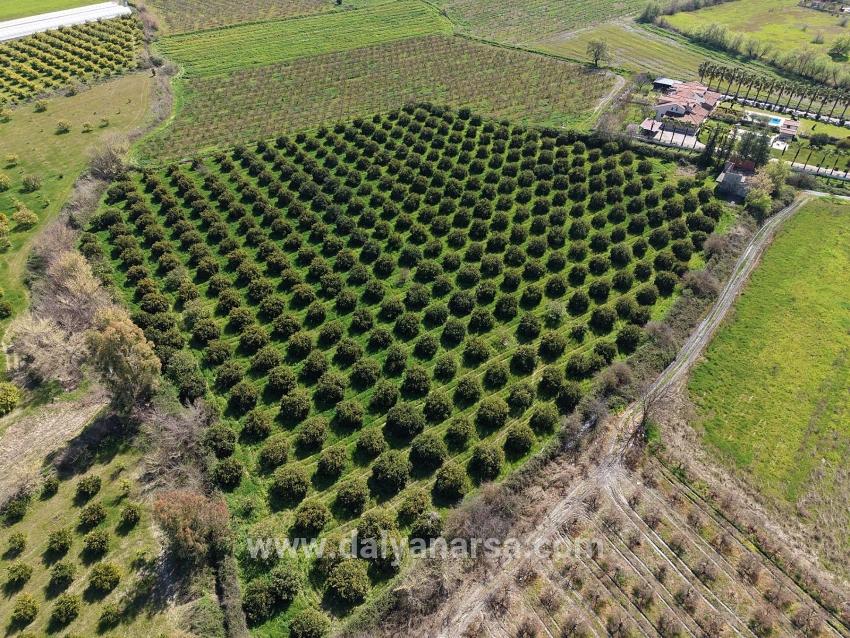 17.550 M2 Weinberg-bahce Zum Verkauf In Der Nähe Des Dalyan Centers