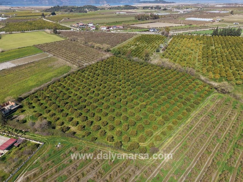 17.550 M2 Weinberg-bahce Zum Verkauf In Der Nähe Des Dalyan Centers