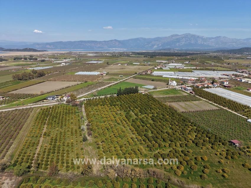 17.550 M2 Weinberg-bahce Zum Verkauf In Der Nähe Des Dalyan Centers