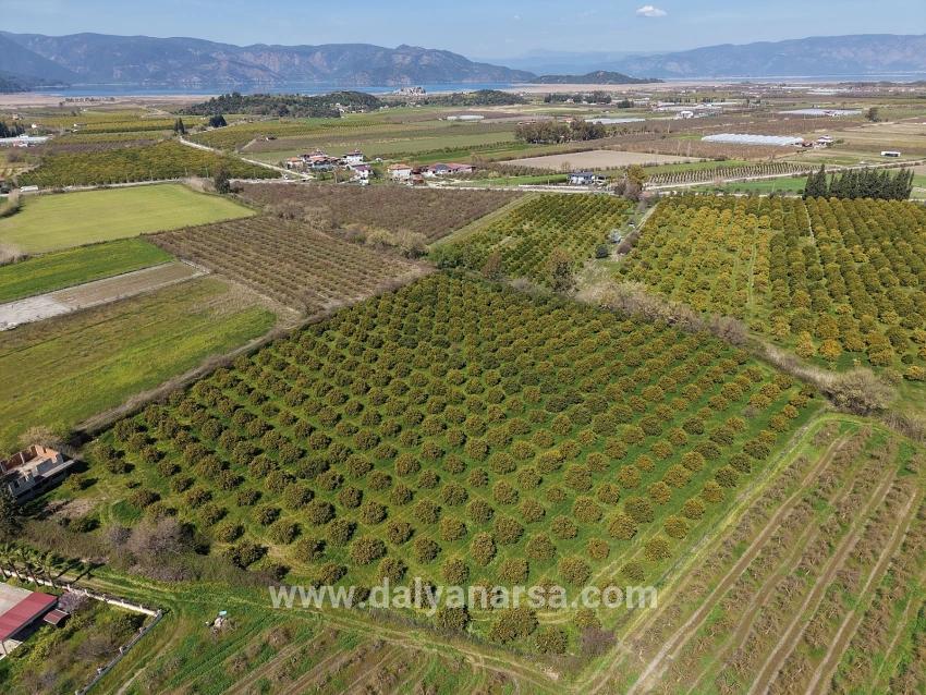 17.550 M2 Weinberg-bahce Zum Verkauf In Der Nähe Des Dalyan Centers