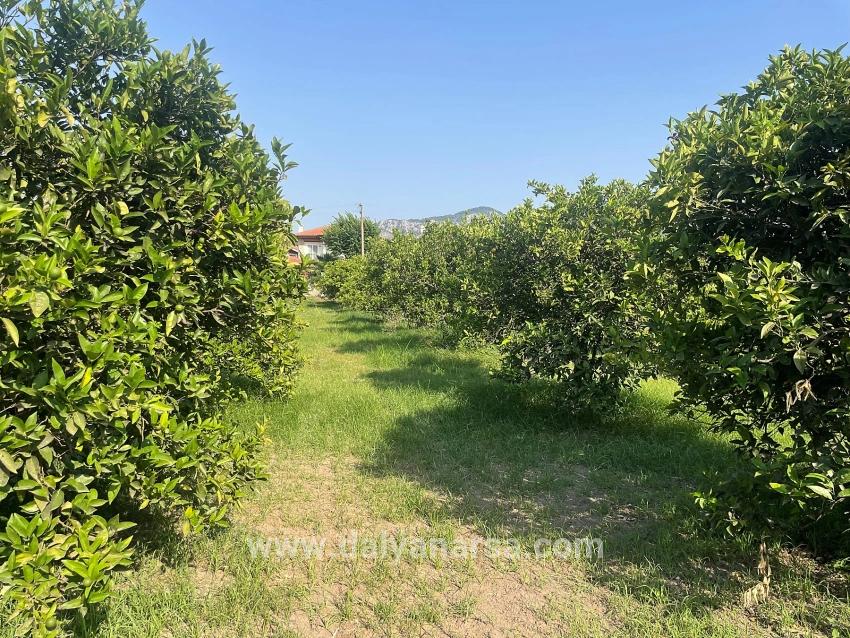 722m2 Grundstück Zum Verkauf In Dalyan Gülpınar