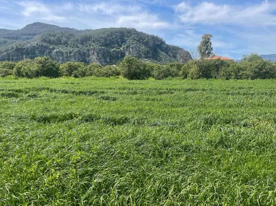 In Okçular Einem 736m2 Großen, 250m2 Großen Bau Genehmigten Verkäuflichen Grundstück