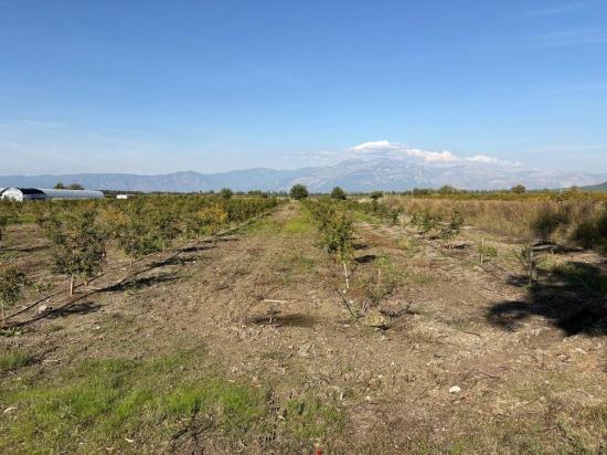 21500 M² Großer Granatapfelgarten In Eskiköy Zu Verkaufen
