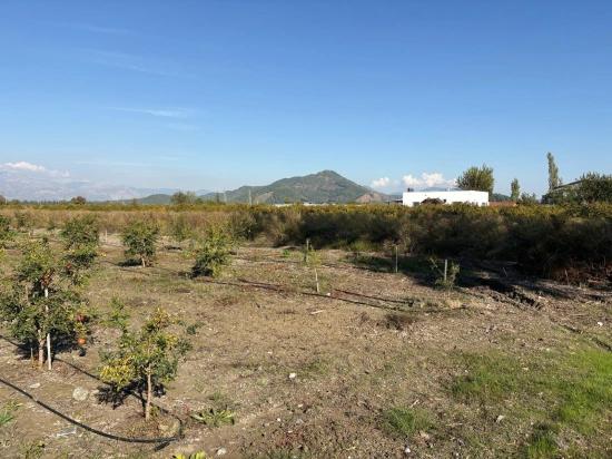 21500 M² Großer Granatapfelgarten In Eskiköy Zu Verkaufen