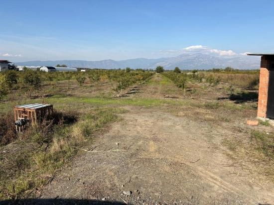 21500 M² Großer Granatapfelgarten In Eskiköy Zu Verkaufen