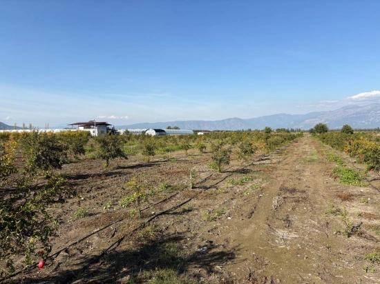 21500 M² Großer Granatapfelgarten In Eskiköy Zu Verkaufen