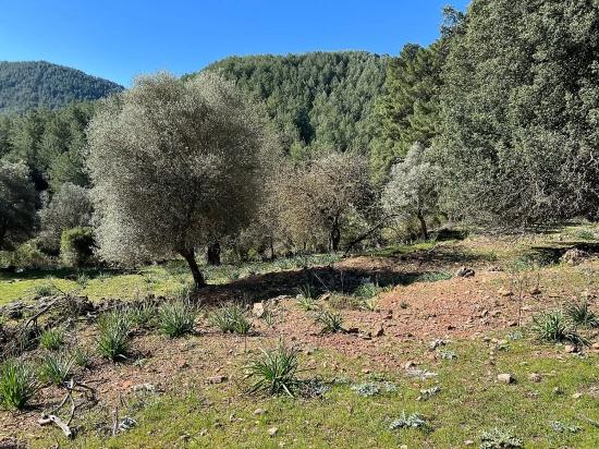 Grundstück Zum Verkauf In Gökbel, Umgeben Von Natur Und Wald.