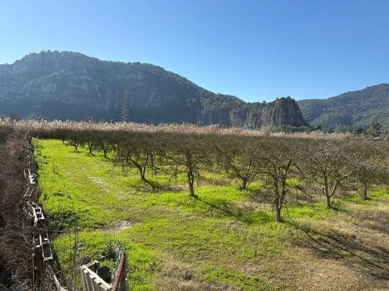 5985 M² Großes Grundstück In Dalyan Zu Verkaufen, Ausgewiesen Für 5 % Weinbau/obstbau.