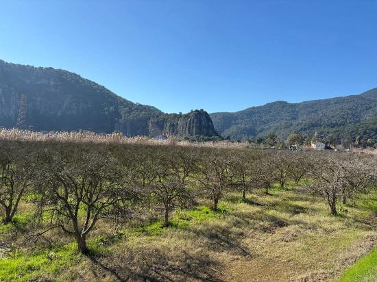 5985 M² Großes Grundstück In Dalyan Zu Verkaufen, Ausgewiesen Für 5 % Weinbau/obstbau.