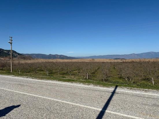 5985 M² Großes Grundstück In Dalyan Zu Verkaufen, Ausgewiesen Für 5 % Weinbau/obstbau.