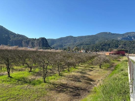 5985 M² Großes Grundstück In Dalyan Zu Verkaufen, Ausgewiesen Für 5 % Weinbau/obstbau.