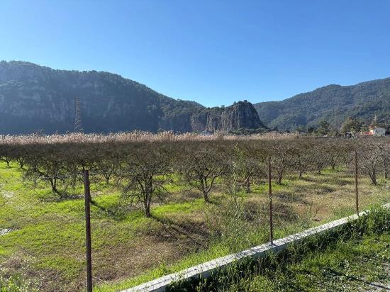 5985 M² Großes Grundstück In Dalyan Zu Verkaufen, Ausgewiesen Für 5 % Weinbau/obstbau.