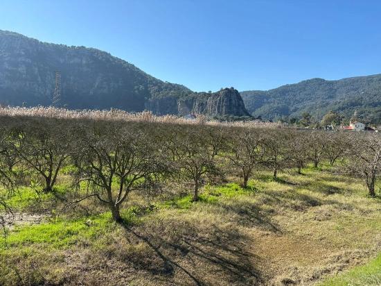 5985 M² Großes Grundstück In Dalyan Zu Verkaufen, Ausgewiesen Für 5 % Weinbau/obstbau.