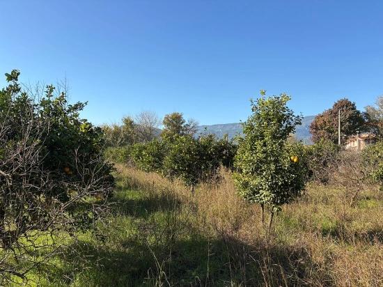 4.541 M² Großer Garten Zum Verkauf In Dalyan.