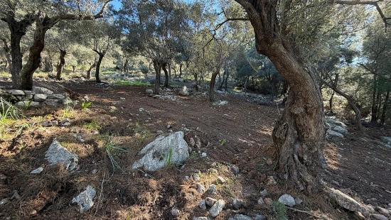 2b-feld Von 5715 M2 Zum Verkauf Mit Vollem Meerblick In Çandır