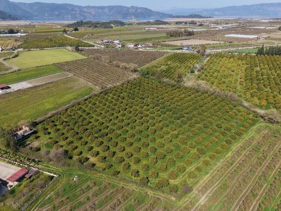 17.550 M2 Weinberg-bahce Zum Verkauf In Der Nähe Des Dalyan Centers