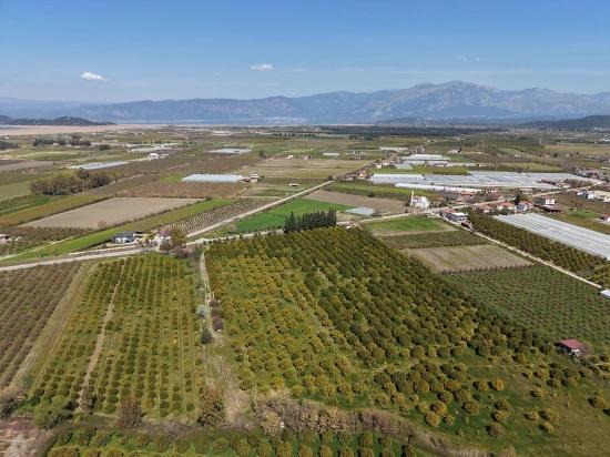 17.550 M2 Weinberg-bahce Zum Verkauf In Der Nähe Des Dalyan Centers