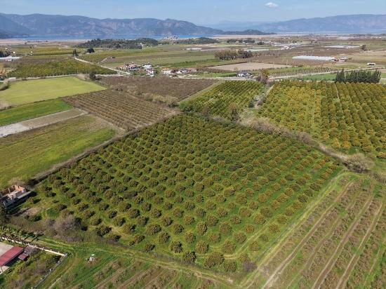 17.550 M2 Weinberg-bahce Zum Verkauf In Der Nähe Des Dalyan Centers