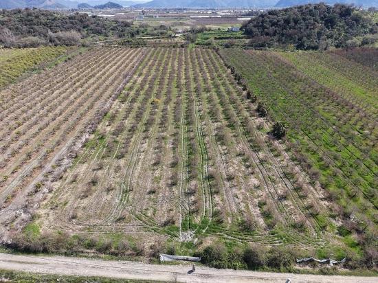 16.710 M² Granatapfelgarten Zum Verkauf Mit Seeblick In Eskiköy