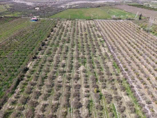 16.710 M² Granatapfelgarten Zum Verkauf Mit Seeblick In Eskiköy