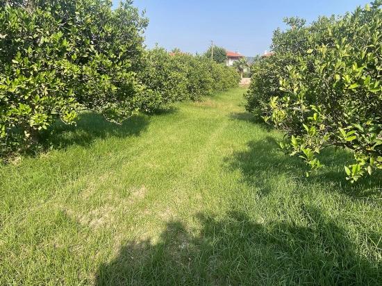 722m2 Grundstück Zum Verkauf In Dalyan Gülpınar