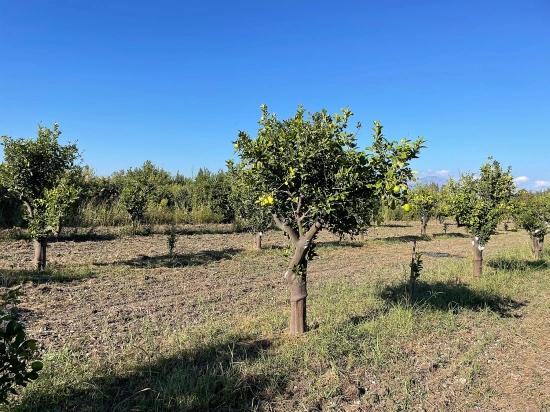 6600 M² Großes Grundstück In Der Nähe Des Zentrums Von Dalyan Zu Verkaufen.