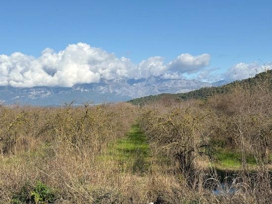 23.000 M² Großes Freistehendes Grundstück In Tepearası Zu Verkaufen.