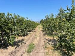 Feld Zu verkaufen in Dalyan Bz. Ortaca - Gehäuse-Zonierung - 10.000 m²