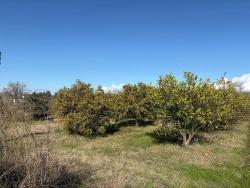 Feld Zu verkaufen in Tepearası Bz. Ortaca - Weinberg & garten-Zonierung - 23.000 m²