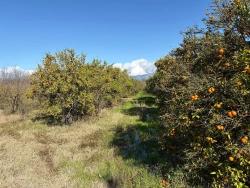 Feld Zu verkaufen in Tepearası Bz. Ortaca - Weinberg & garten-Zonierung - 23.000 m²
