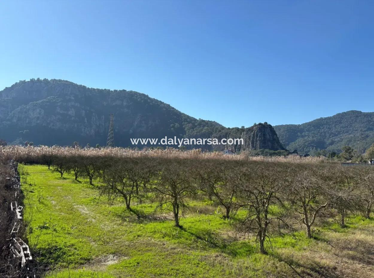 5985M2 5% Zoniertes Land Zum Verkauf In Dalyan Als Weinberggarten