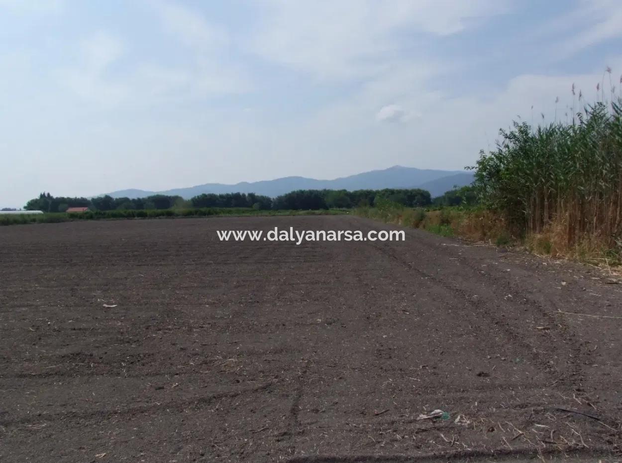 Bauernhof Zum Verkauf In Dalyan Eskikoy Eskikoy Oriya 14,900M2 Grundstück Zu Verkaufen Feld