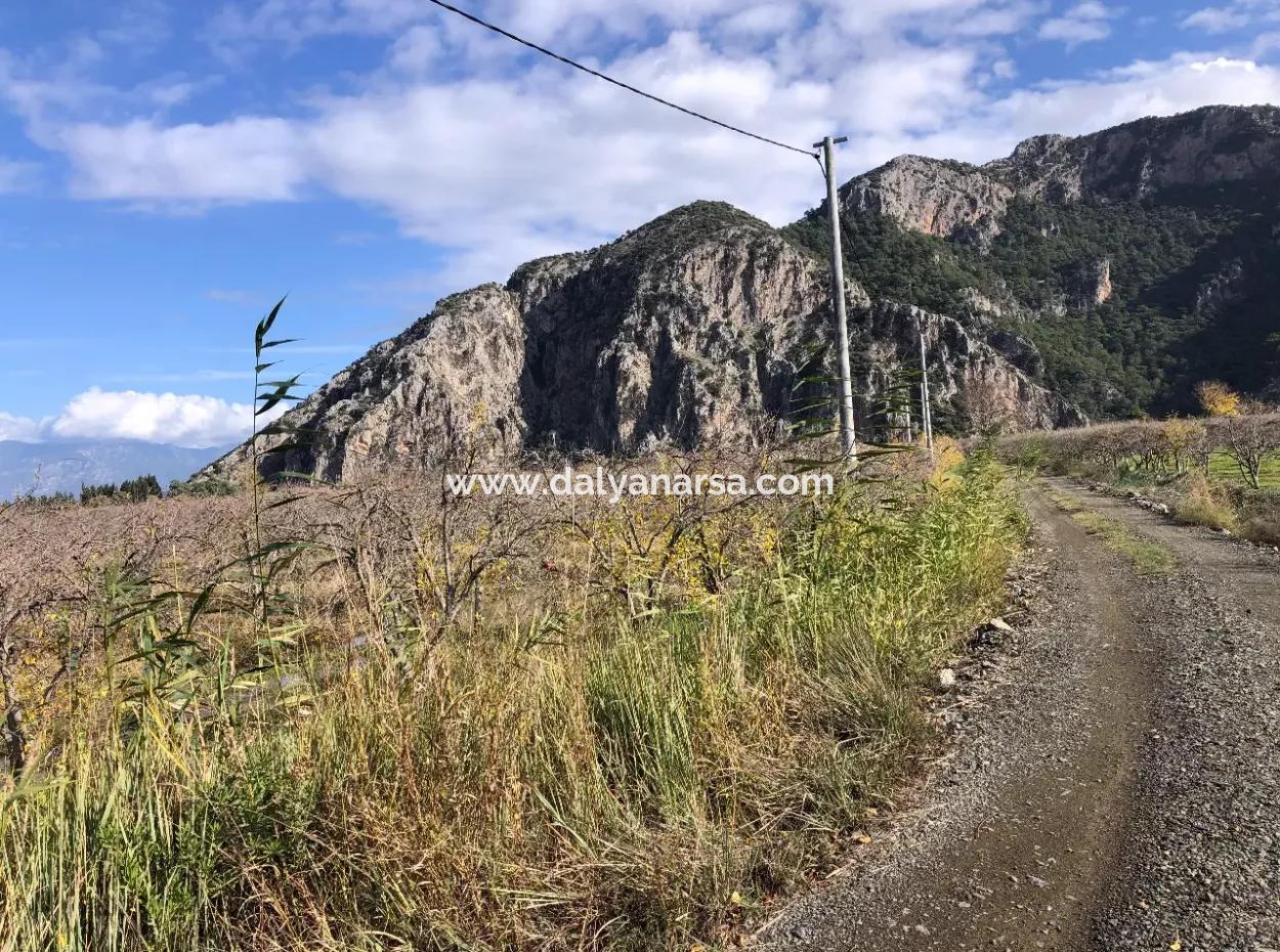 Grundstück Zu Verkaufen In Dalyan Istuzu Yollu Auf 24.000M2 Granatapfelgarten Zu Verkaufen
