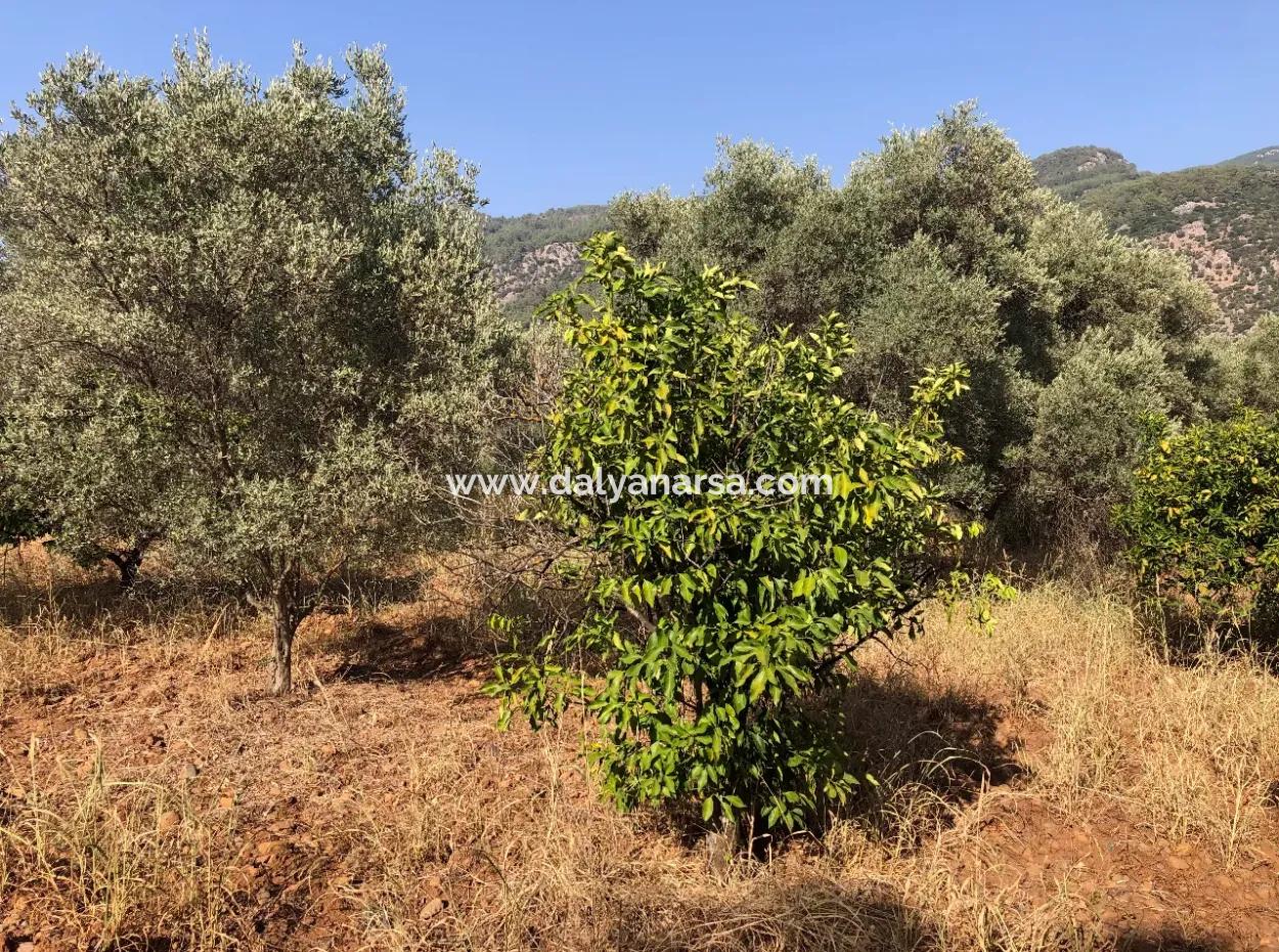 Landfeld Zu Verkaufen In Köyce'inz Yangi 9406M2 Land Zu Verkaufen