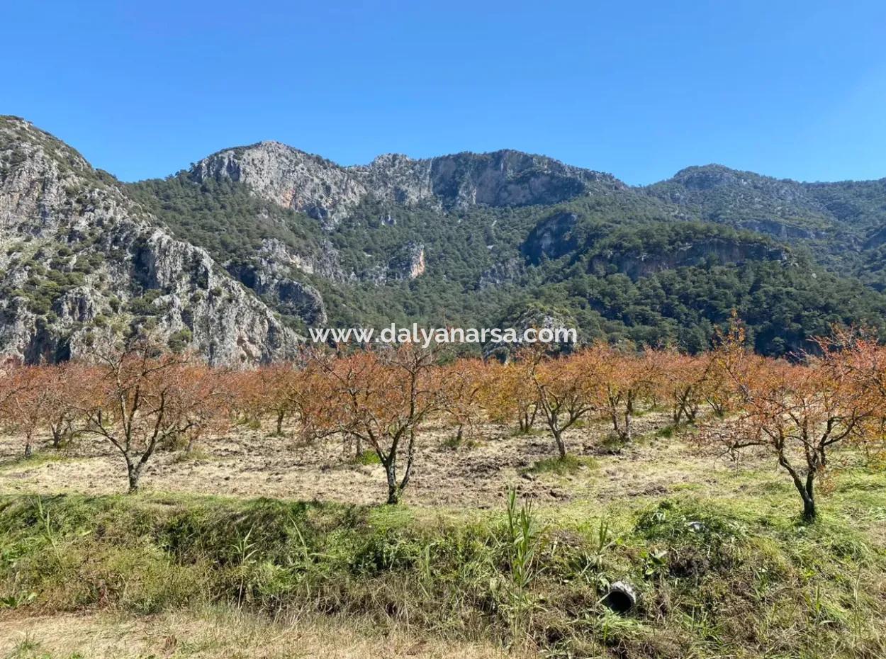 9310M2 Grundstück Zu Verkaufen In Dalyan