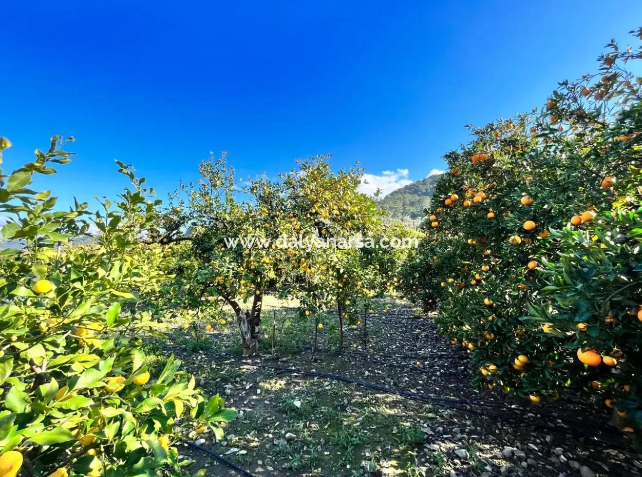 Einstöckiges Haus Zum Verkauf In 5000M2 Grundstück In Çandır