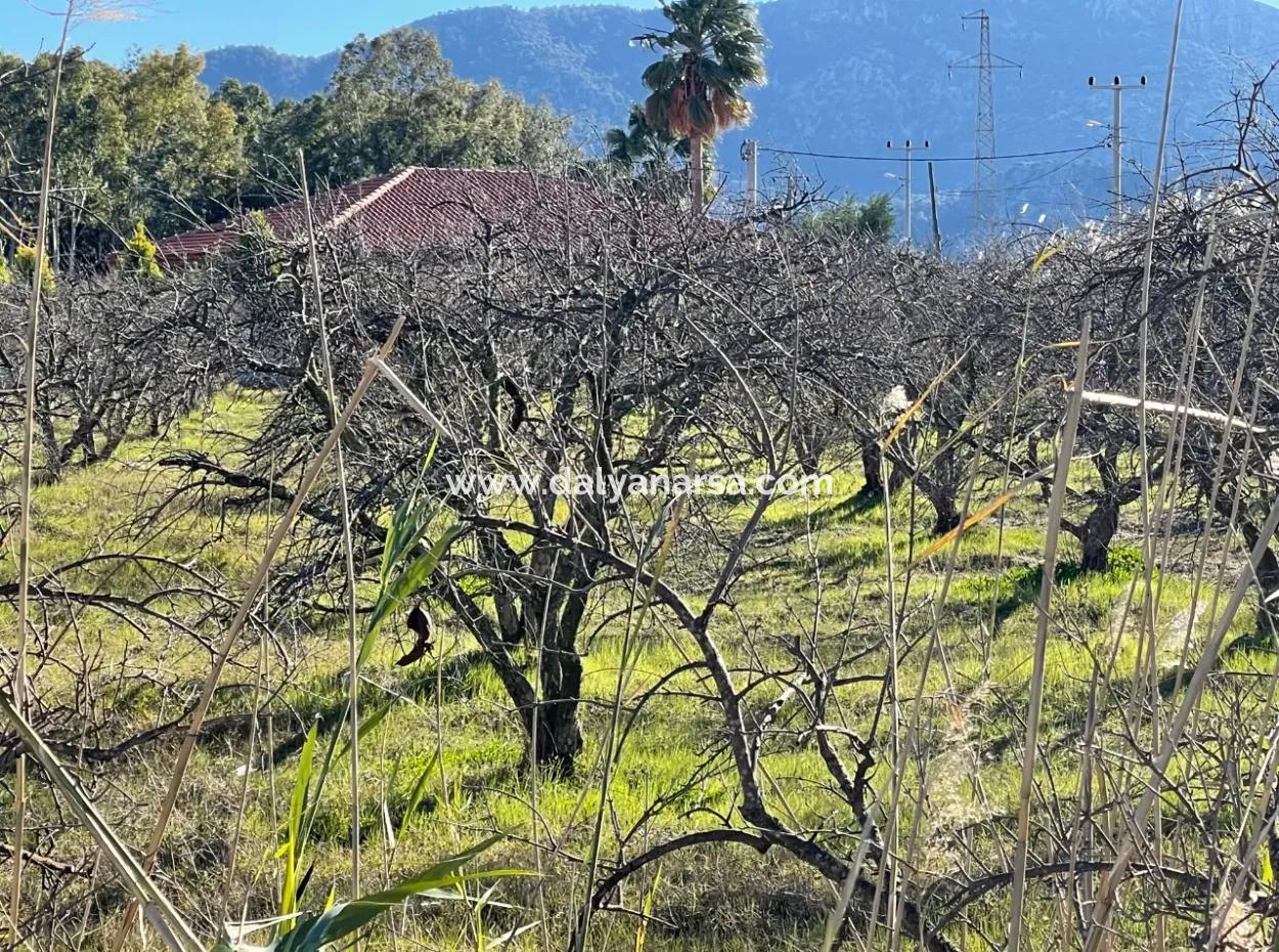 Dalyan Iztuzu Road Zero 5216M2 Feldgrundstück Zum Verkauf
