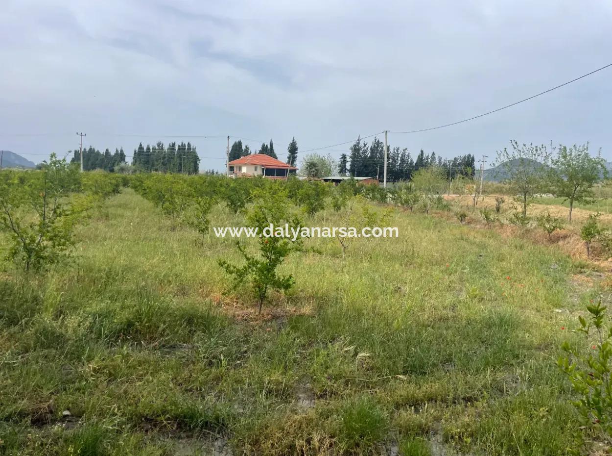 Feld Zu Verkaufen 6500M2 In Dalyan