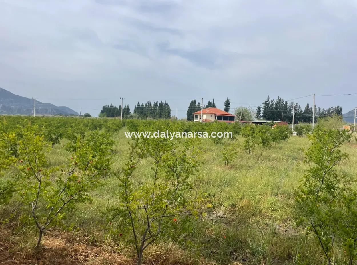 Feld Zu Verkaufen 6500M2 In Dalyan