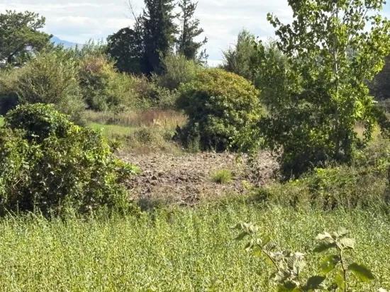 10.500 M2 Zum Verkauf Feld In Köyceğiz Zeytinalanı