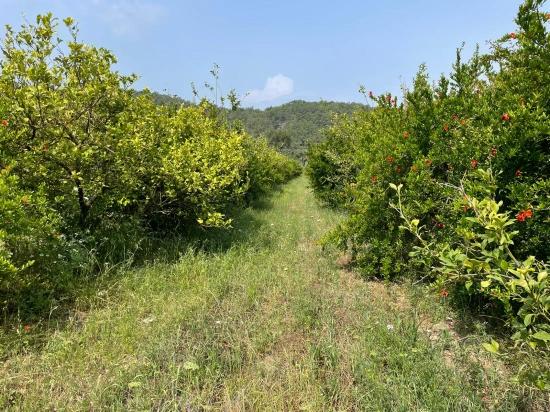 7800 M² Großes Grundstück Zum Verkauf In Gökbel, Neben Der Iztuzu Beach Road