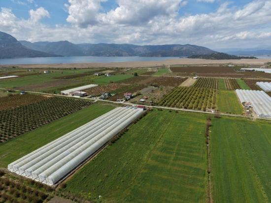 16.000 M² Großer Granatapfelgarten In Eskiköy Zu Verkaufen